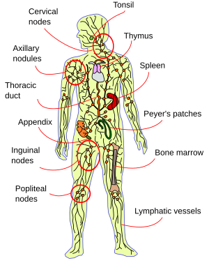 système lymphatique